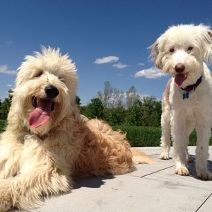 Meet your Posher, Gwen